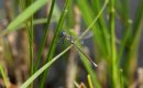 Dragonflies and Damselflies: Scarce Emerald Damselfly (Lestes dryas)